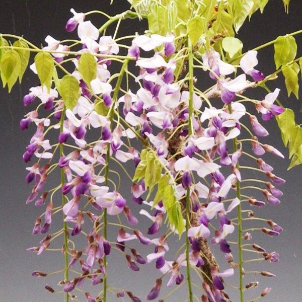 盆栽：一才藤（瀬戸焼深鉢)*藤(2026年開花終了) bonsai | ミニ・小品