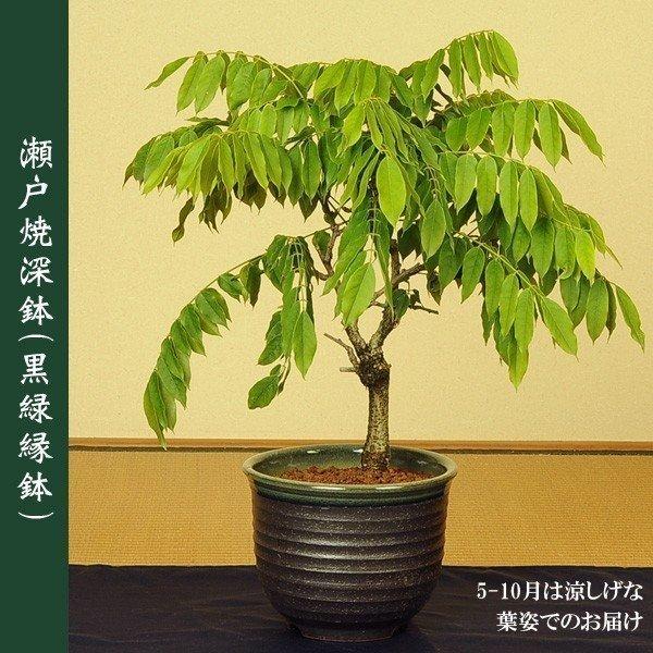 盆栽：一才藤（瀬戸焼深鉢)*藤(2026年開花終了) bonsai | ミニ・小品