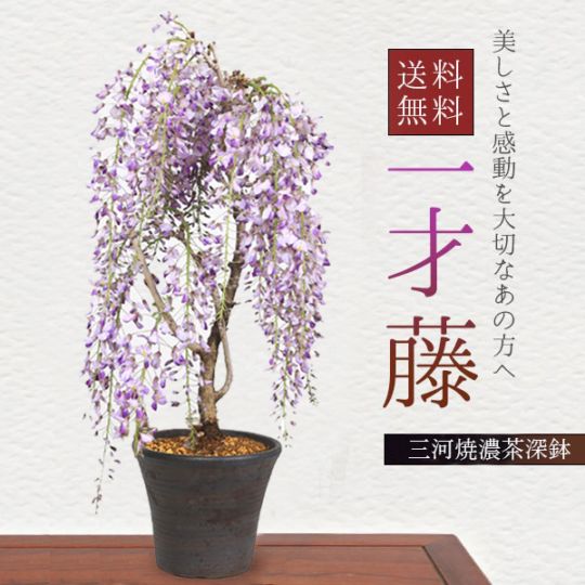 盆栽：一才藤（三河焼濃茶深鉢)*藤(2026年開花終了) bonsai | ミニ