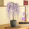 �ߺϡ����ƣ�ʤߤޤ�ƿ徺��ȭ��*(2026ǯ���ֽ�λ)  bonsai