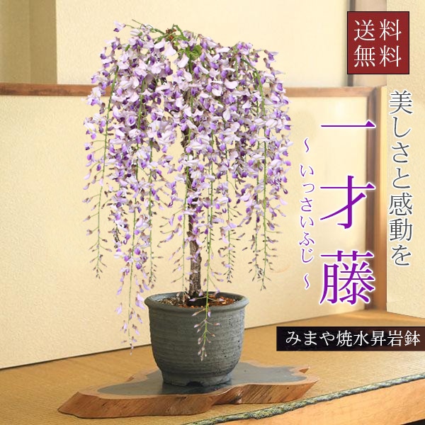 盆栽：一才藤（みまや焼水昇岩鉢）*(2026年開花終了) bonsai | ミニ