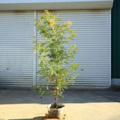 ڡڡӥ쥢ʥԡɥ꡼*120 ȯ