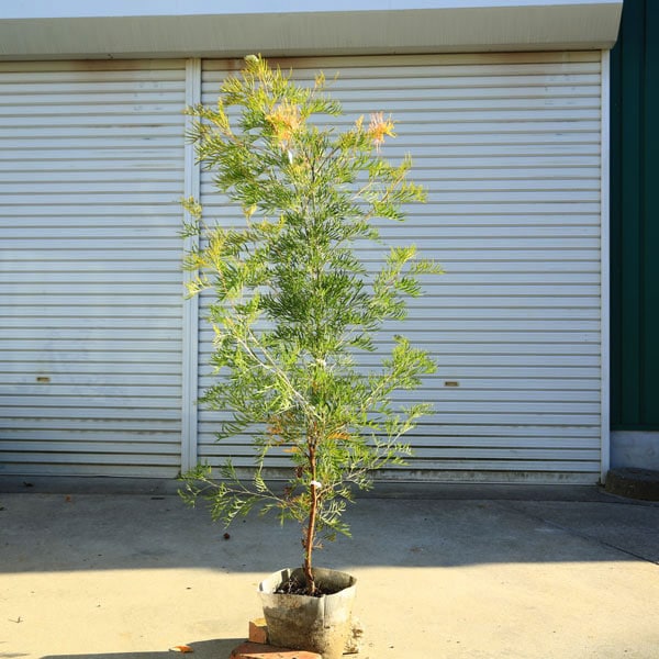 特選庭木・植木：グレビレア（ピーチアンドクリーム）* 樹高