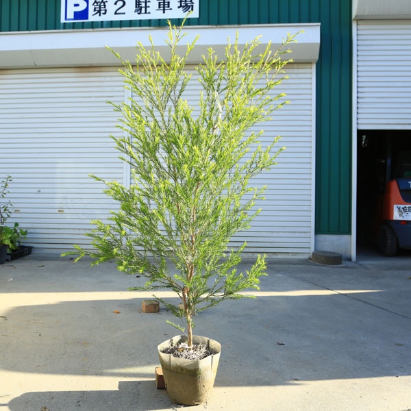 特選庭木 植木 苗：メラレウカ レボリューショングリーン* 樹高120cm