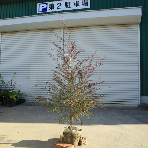 特選庭木 植木 苗：レプトスペルマム（ティーツリー）*カッパーグロー