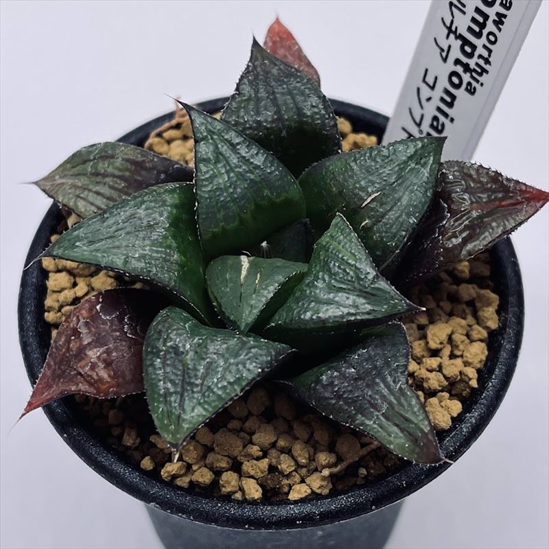 （≧∇≦）多肉植物 ハオルチア 老川黒コンプト 多肉植物 ハオルチア ハオルシア 老川黒コンプトニアナ 大株