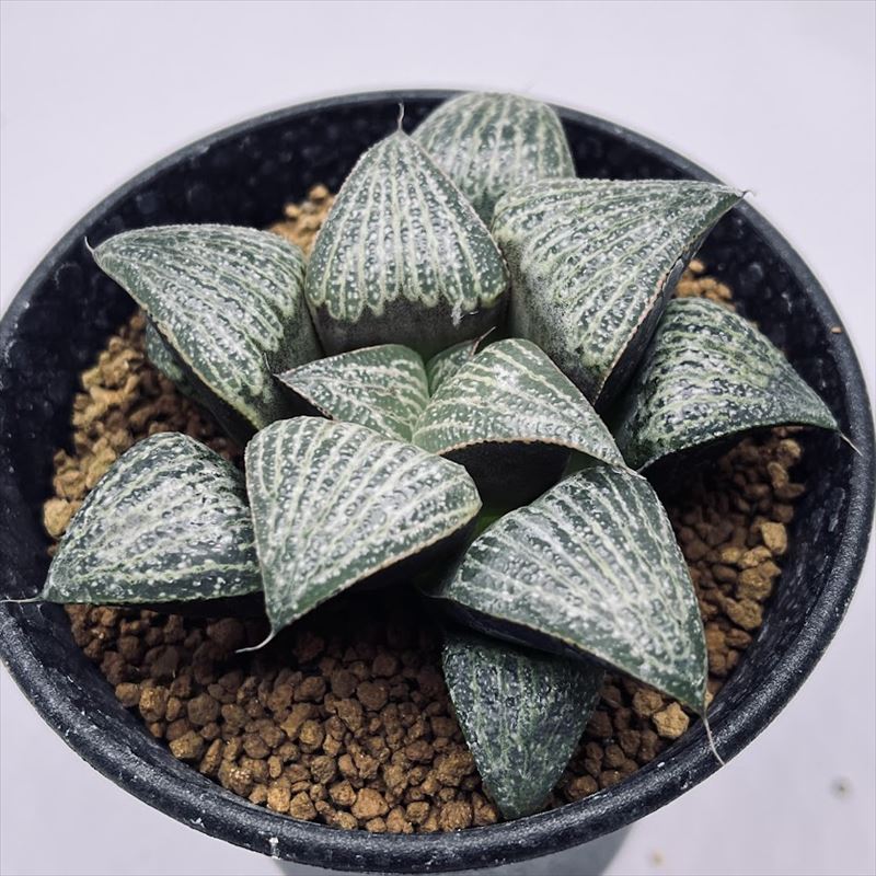 多肉植物：ハオルチア スプレンデンス*S 幅7.5cm | サボテン＆多肉