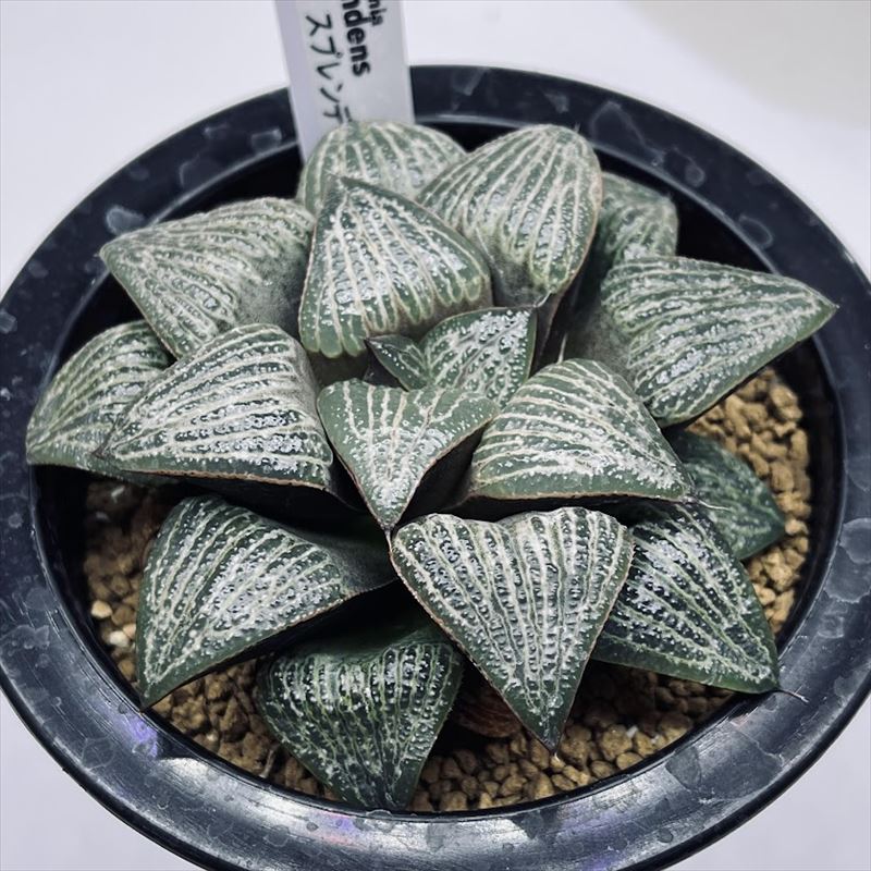 多肉植物 ハオルチア スプレンデンス ハイブリッド 3本全部抜き苗 多肉