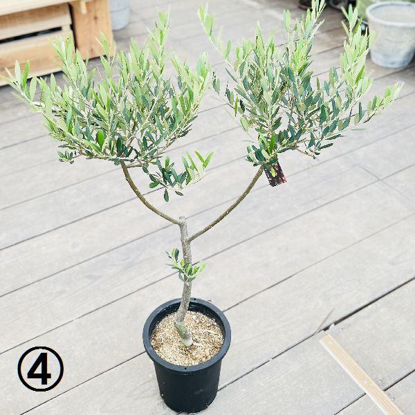 おしゃれ 観葉植物 選べる：オリーブの木 ネバディロブロンコ 7号*現品