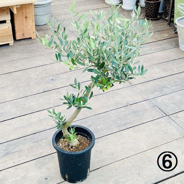 souju オリーブの木 “ミッション” 超極太株 スタンド盆栽仕立て 7号