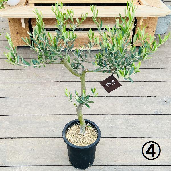 おしゃれ 観葉植物 選べる：オリーブの木 ルッカ 7号*現品 SOUJU
