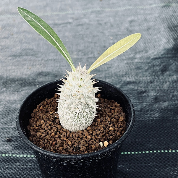 �����ǥå������ѥ��ݥǥ����� �ǥ󥷥ե������ ����*������3���