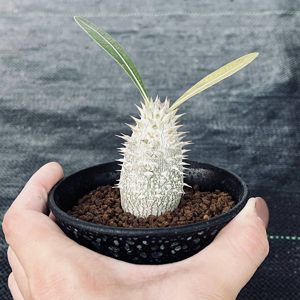 コーデックス：パキポディウム デンシフローラム 実生*塊根幅