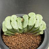 ¿����ʪ���ϥ������������T51*��9����������ʡ����ʸ¤�