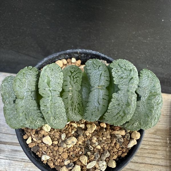 多肉植物:ハオルチア 玉扇 T51*幅9cm 現品!一品限り 多肉植物:ハオルチア 玉扇 T51*幅9cm 現品!一品限り