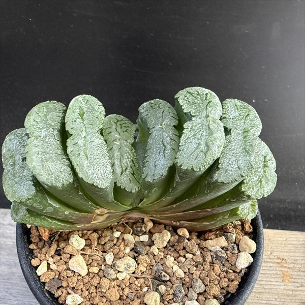 多肉植物：ハオルチア 玉扇 T51*幅9cm 現品！一品限り | サボテン