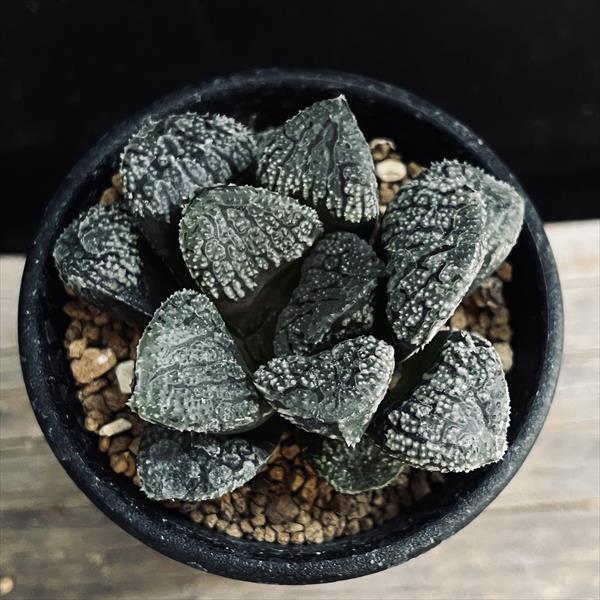 15c ハオルチア　多肉植物　指輪物語錦　自家繁殖 15c ハオルチア 多肉植物 指輪物語錦 自家繁殖 - メルカリ