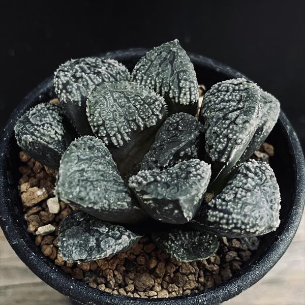 多肉植物：ハオルチア 指輪物語*幅6cm | サボテン＆多肉植物,多肉
