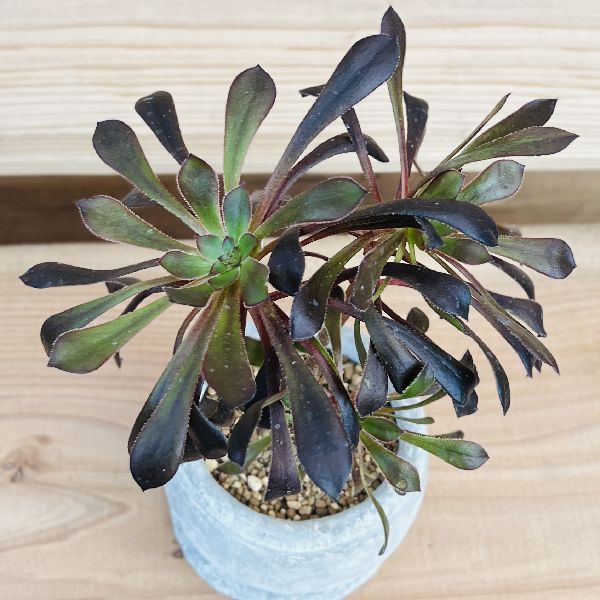 おしゃれ 観葉植物：アエオニウム 鉢植え 受皿付*黒法師 クロホウシ