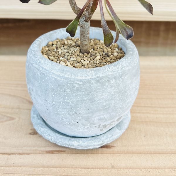 おしゃれ 観葉植物：アエオニウム 鉢植え 受皿付*黒法師 クロホウシ