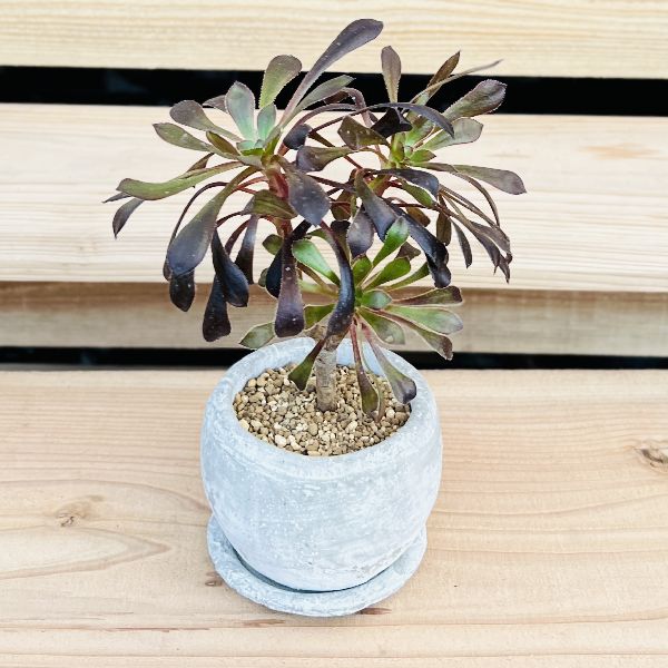 おしゃれ 観葉植物：アエオニウム 鉢植え 受皿付*黒法師 クロホウシ