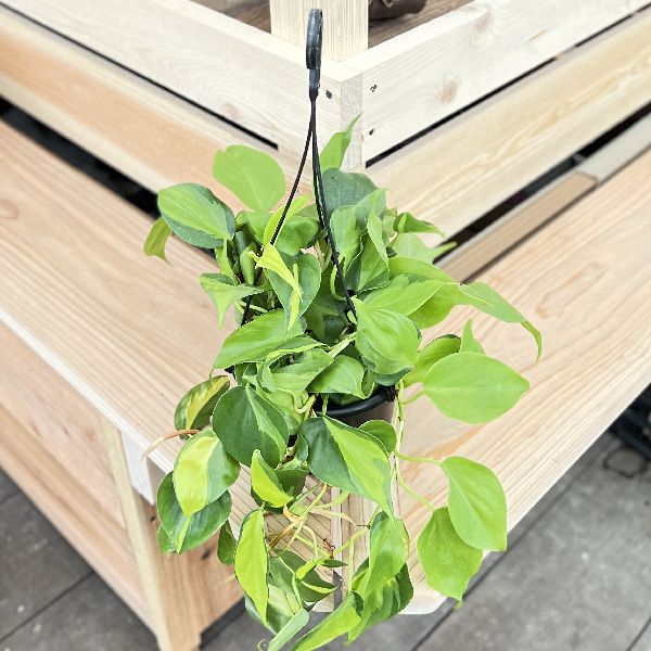 おしゃれ 観葉植物：フィロデンドロン オキシカルジューム ブラジル*5