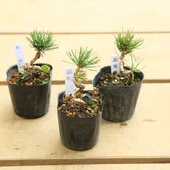 ġվʶʡ B *ʼӤ褦ޤġ襦ޥ