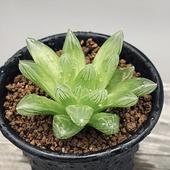 ¿����ʪ���ϥ������ ���֥ġ���hyb.*S����8���