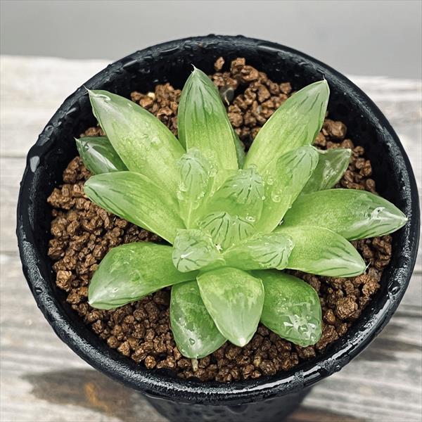 多肉植物：ハオルチア オブツーサhyb.*S 幅8cm | サボテン＆多肉植物