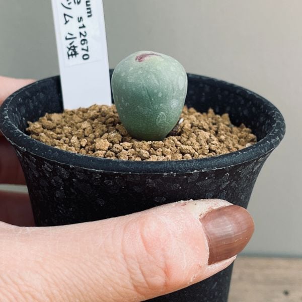 多肉植物：コノフィツム パゲアエ 小姓*幅1.5cm | サボテン＆多肉