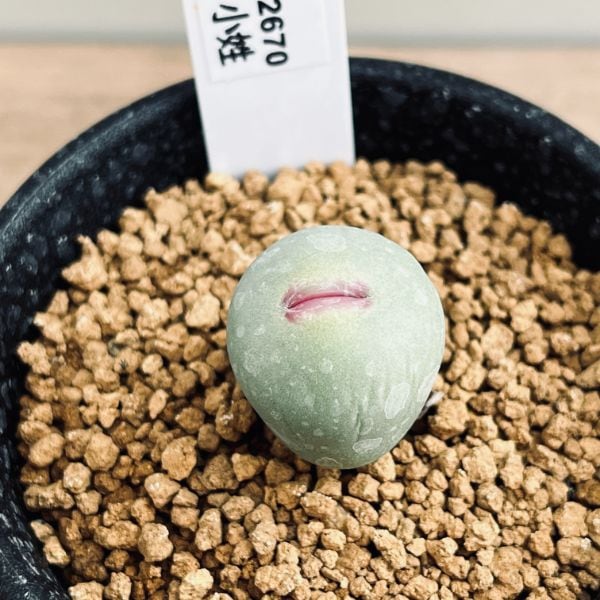 多肉植物：コノフィツム パゲアエ 小姓*幅1.5cm | サボテン＆多肉