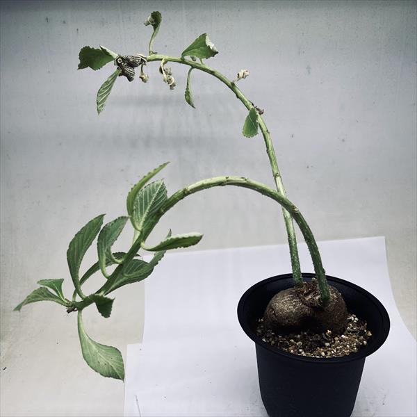 希少 モナデニウム モンタナム 塊根 コーデックス 珍種 コーデックス：モナデニウム エキヌラーツム*葉幅20cm 現品！一品