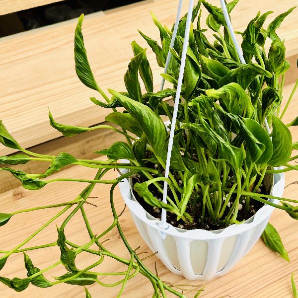 【観葉植物】ポトス　テルノシャングリラ　鉢ごと Amazon｜観葉植物 ポトス テルノ No.010 シャングリラ 5号鉢
