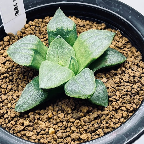 ☆サボテン・多肉植物☆858☆アトロフスカ錦 Haworthia