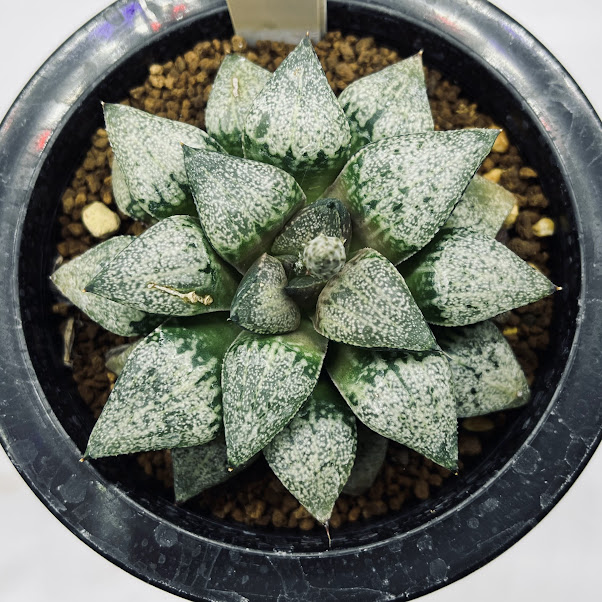 多肉植物：ハオルチア ピクタ*幅8cm 現品！一品限り ※葉に傷あり