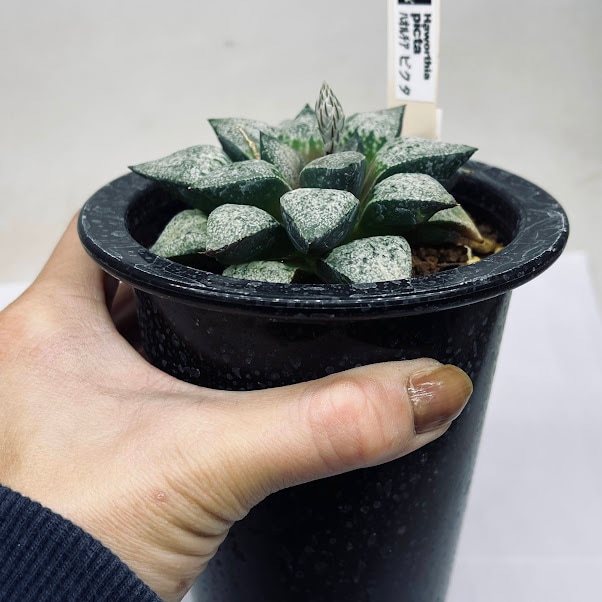 多肉植物：ハオルチア ピクタ*幅8cm 現品！一品限り ※葉に傷あり