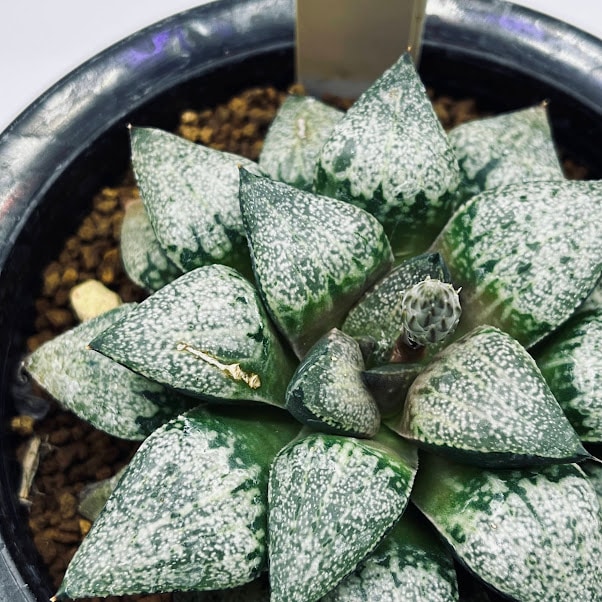 多肉植物 ハオルチア ピクタ 曼蛇羅 多肉植物 ハオルチア ピクタ 曼蛇羅