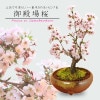 ͵ߺϡ¾(;ƻȭ)*2025ǯֽλbonsai