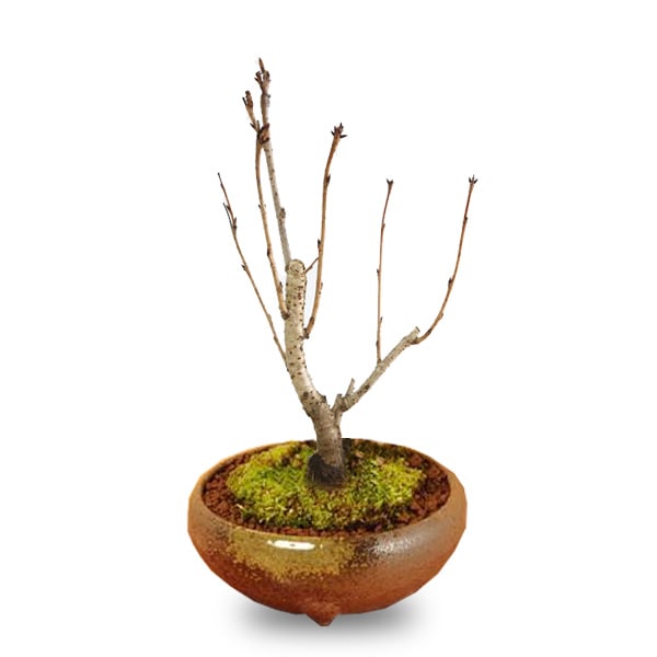 人気桜盆栽：御殿場桜(瀬戸焼三彩鉢)*＜2025年開花終了＞bonsai