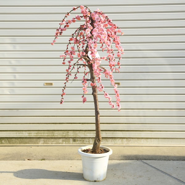 庭木：しだれ梅（紅梅）桃花* 樹高：約100cm 全高：120cm 当店