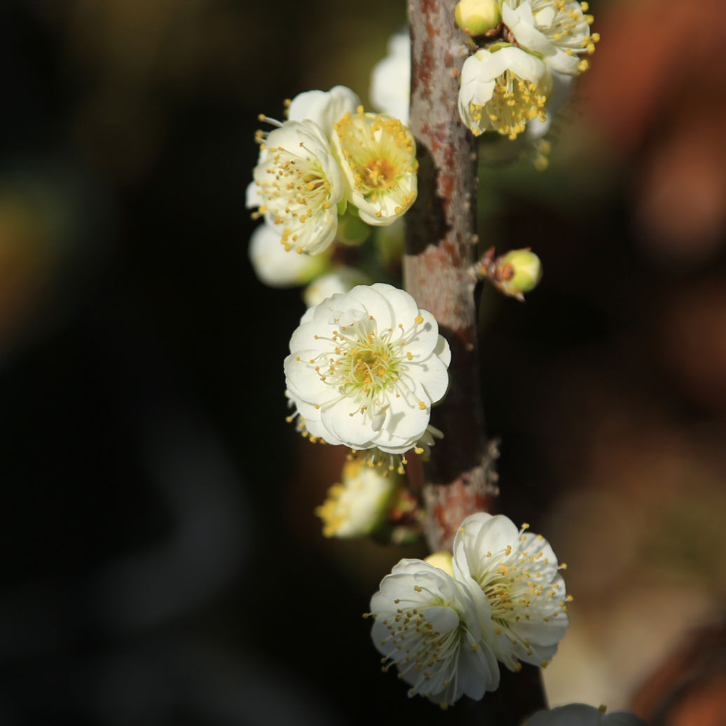 庭木：しだれ梅（白梅）* 樹高：約100cm 全高：120cm 当店おまかせ