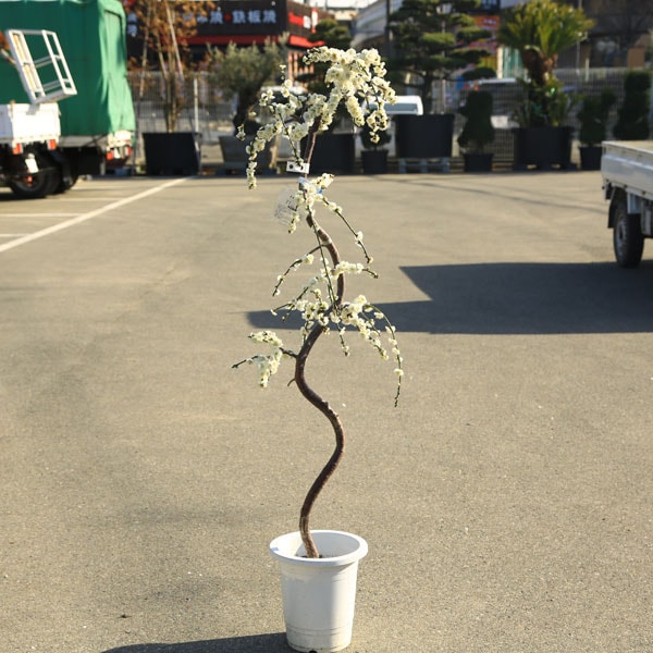 庭木：しだれ梅（白梅）* 樹高：約100cm 全高：120cm 当店おまかせ