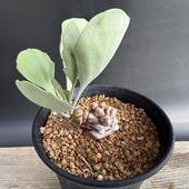 �����ǥå��������ȥ�ʡ��إ졼�ߥ���ߥ��ʡ�����*S������2.5���