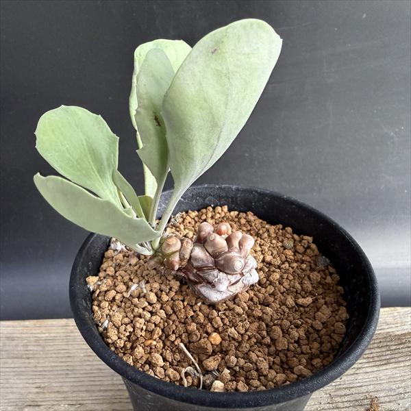 コーデックス：オトンナ ヘレー×アルミアナ 実生*S 幹幅2.5cm