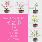 ���٤���ߺϡ����ߺϡ����;�ȭ��*��2023ǯ�ճ��ֽ�λ��ʲ��������������ŷ�������������������ɤ���˽ˤ� ���ե� gift �������� bonsai