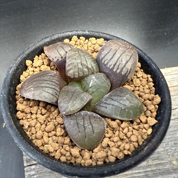 多肉植物：ハオルチア スプリングボクブラケンシス*幅5.5cm ☆赤松