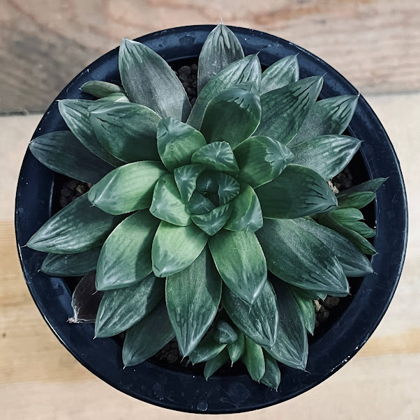 多肉植物：ハオルチア オブツーサhyb.*M 幅10cm | サボテン＆多肉