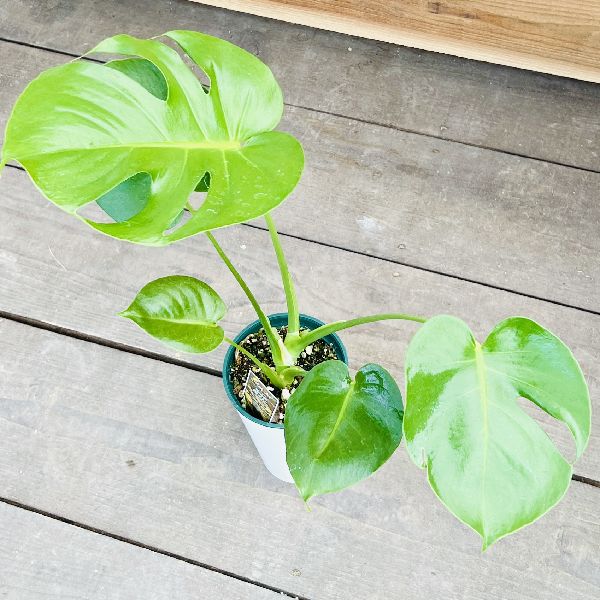 おしゃれ 観葉植物：モンステラ*プラポット 4号 Monstera | 観葉植物