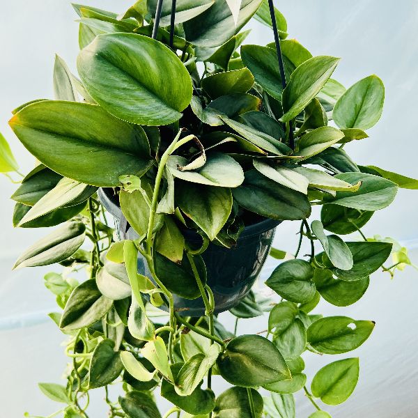 特大　流木付　スキンダプサス　6号鉢 おしゃれ 観葉植物：スキンダプサス トレビー シルバー*オオ