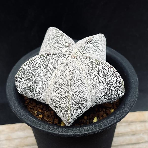 サボテン：恩塚鸞鳳玉（おんづからんぽうぎょく）*幅6.5cm ☆赤松